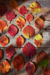 Autumn background. Red, orange leaves from trees on a wooden background. Alder leaf.