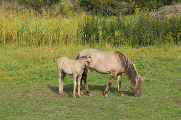 Fototapeta na wymiar Horses (Konik horses) grazing on a wet meadow (long dam meadows) a nature reserve, federal state Brandenburg, Germany