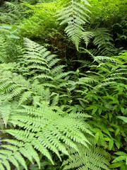 fern leaf in the forest