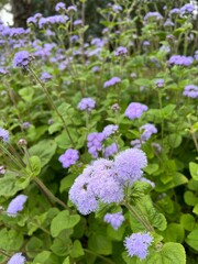 flowers in the garden