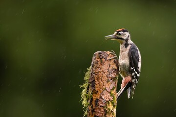 Closeup shot of a Great Spotted Himalayan Woodpecker perched on a mossy tree trunk