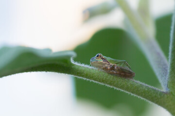 植物の茎に座るカエル