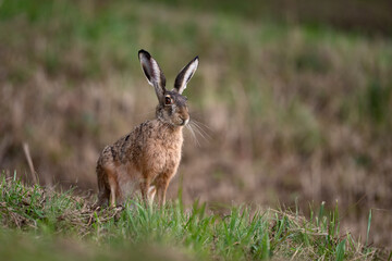 Lièvre brun (Lepus europaeus) adulte en été. Alpes. France