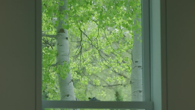 View of tall aspen tree trunk and leafy branches through bedroom window of home with white interior in spring time