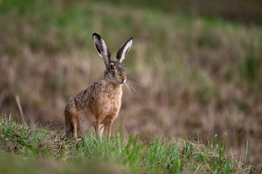 Li&egrave;vre brun (Lepus europaeus) adulte en &eacute;t&eacute;. Alpes. France