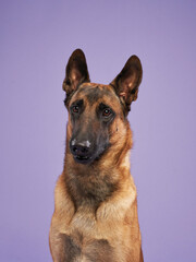 malinois on a lilac background. Portrait of a cute dog in a photo studio