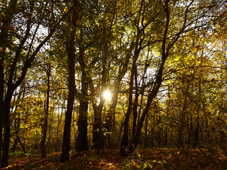 A fragment of the beautiful park surrounding the castle in Książ, on a sunny autumn morning.