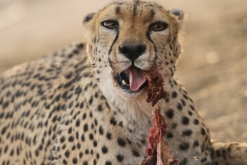 Close-up portrait of an Asiatic cheetah eating the hunt © Lili Tang/Wirestock Creators