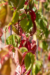 virgin vine (Parthenocissus quinquefolia) leaves turning red at the beginning of autumn. Selective focus