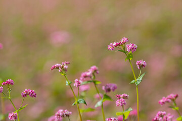赤い蕎麦の花　長野県