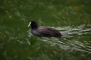 bird swimming in lake