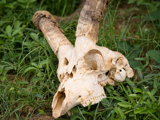 Obraz premium The skull of an antelope lying on the ground
