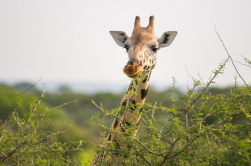 A giraffe in Murchinson Falls National Park