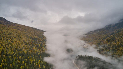 large fog in the forest