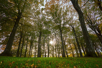 green tress in summer season