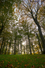 Naklejka premium green tree in fresh forest