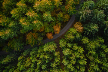 full trees and road in the middle