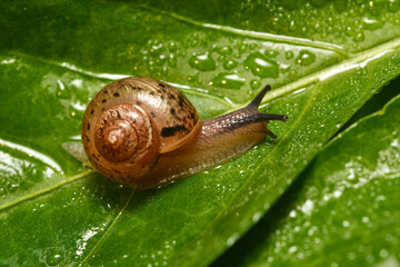 달팽이