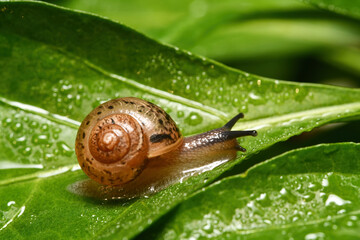 달팽이