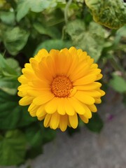 yellow flower