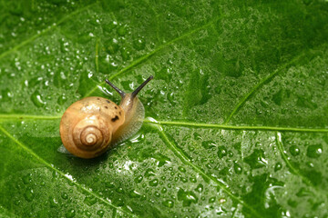 달팽이