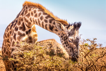 A giraffe grazing in the Ngororo Crater, Tanzania