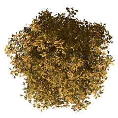 Cypress Oak Tree – Top View