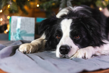 Funny portrait of cute puppy dog border collie with gift box and defocused garland lights lying...