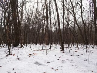The first signs of spring, melting snow on the ground, near the Mokradla Brzozy nature reserve in the city of Lodz. © bARTkow