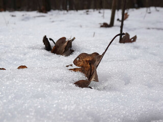 The first signs of spring, melting snow on the ground, near the Mokradla Brzozy nature reserve in the city of Lodz. © bARTkow