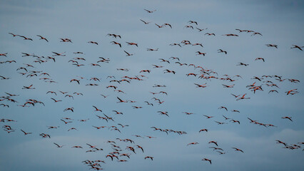 flying flock of flamingos with blue sky in the background