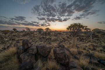 Desert landscape with with quiver trees (Aloe dichotoma), Northern Cape, South Africa