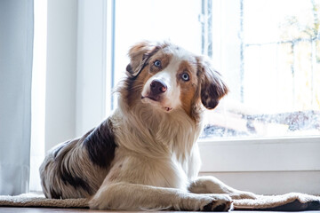 Australian Shepherd