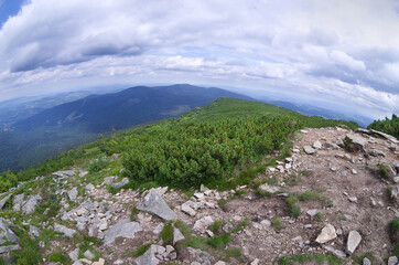 Mountain pine, view of mountains