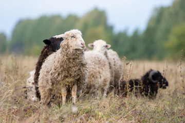 sheep and lamb on green grass..