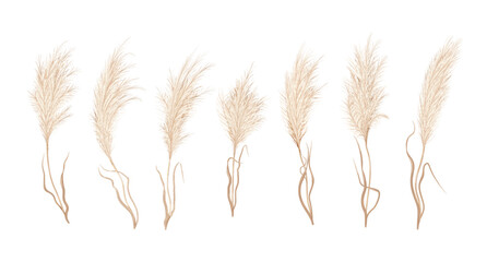 Fototapeta Pampas grass, dry Boho flower plants and floral feather plumes, vector blossoms. Pampas grass or reed plants with leaves, Japanese dried flower foliage with plume branches, interior floral decor obraz