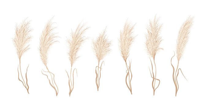 Pampas grass, dry Boho flower plants and floral feather plumes, vector blossoms. Pampas grass or reed plants with leaves, Japanese dried flower foliage with plume branches, interior floral decor
