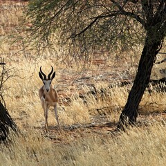 View of a springbok antelope standing by the tree in a dry field - obrazy, fototapety, plakaty