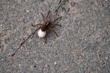 Large spider on the background of an asphalt road. Close-up. Selective focus.
