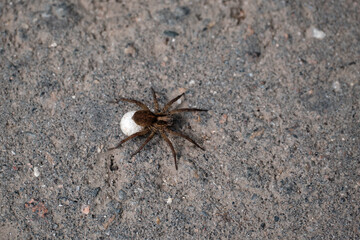 Large spider on the background of asphalt. Close-up. Selective focus.