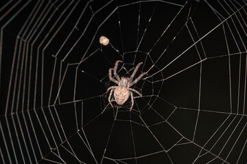 The spider sits in the center of the web on a black background. Selective focus.