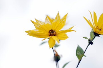 Fototapeta Słonecznik polny żółty kwiat jesienny ozdoba łąk pól i ogrodów obraz