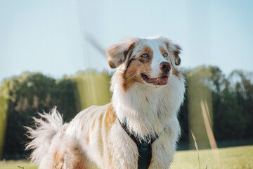 Australian Shepherd