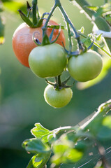 Pomidory, pomidory w ogrodzie, liście pomidora, owoce pomidor, pomidor gruszkowy, tomato, tomatos, garden