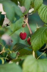 raspberries, maliny, poslkie maliny, późne maliny, maliny w ogrodzie,  © Freshfanpage