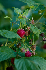raspberries, maliny, poslkie maliny, późne maliny, maliny w ogrodzie,  © Freshfanpage