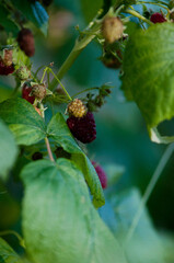 raspberries, maliny, poslkie maliny, późne maliny, maliny w ogrodzie,  © Freshfanpage