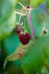 raspberries, maliny, poslkie maliny, późne maliny, maliny w ogrodzie,  © Freshfanpage