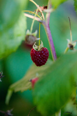 raspberries, maliny, poslkie maliny, późne maliny, maliny w ogrodzie,  © Freshfanpage
