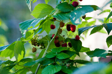raspberries, maliny, poslkie maliny, późne maliny, maliny w ogrodzie,  © Freshfanpage